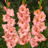 Гладиолус Джорджия Пич (10/12)