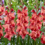 Гладиолус Душа (10/12)