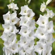 Гладиолус Снегопад (10/12)