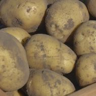 Насіннєва картопля Камелія