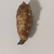 Топинамбур