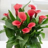 Калла Captain Hollywood (14/16) в контейнере