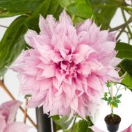 Саджанець Клематис Multi Pink в контейнері