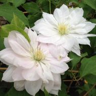 Саженец клематиса Dancing Dorien в контейнере