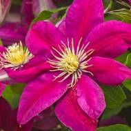 Саженец клематиса Ernest Markham в контейнере