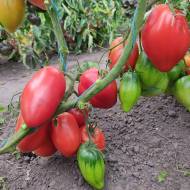 Томат Итальянский жеребец за 0,1 г