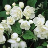 Саджанець Жасмин (чубушник) гібридний Virginal в контейнері