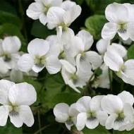 Саджанець Фіалка біла в контейнері