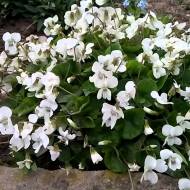 Саженец фиалки белой в контейнере