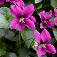 Саджанець Фіалка Rubra в контейнері