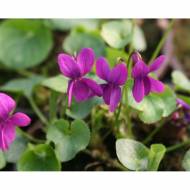 Саженец фиалки Rubra в контейнере