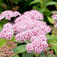 Саджанець Спірея японська Sparkling Champagne в контейнері