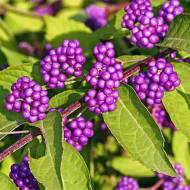 Саджанець Красивоплідник (Калікарпа) Issai в контейнері