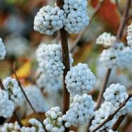 Саджанець Красивоплідник (Калікарпа) Snowqueen в контейнері