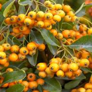 Саджанець Піраканта Golden Charmer в контейнері