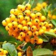 Саджанець Піраканта Golden Charmer в контейнері