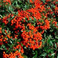 Саджанець Піраканта Red Cushion в контейнері