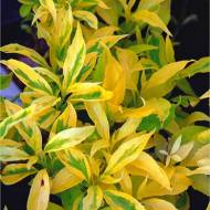 Саджанець Форзиція золотолиста Golden Times в контейнері