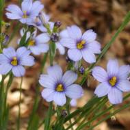 Саджанець Cиньоочки в контейнері