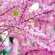 Саджанець Тамарикс чотиритичинковий в контейнері