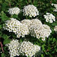 Саджанець Спірея трилопатева в контейнері