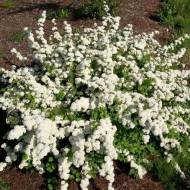 Саджанець Спірея трилопатева в контейнері