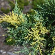 Саджанець Ялівець середній Blue and Gold в контейнері