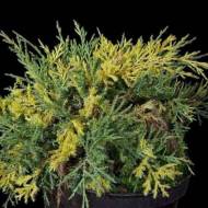 Саджанець Ялівець середній Blue and Gold в контейнері