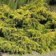 Саджанець Ялівець середній Carbery Gold в контейнері