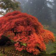 Саженец клена японского в контейнере