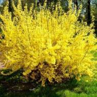 Саженец форзиции средней Goldzauber в контейнере