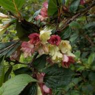 Саженец вейгелы Декора в контейнере