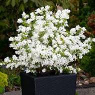 Саженец экзохорды Magical Springtime в контейнере