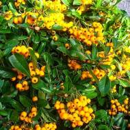 Саженец пираканты Golden Charmer в контейнере