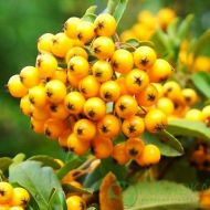 Саженец пираканты Golden Charmer в контейнере