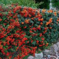 Саженец пираканты Red Cushion в контейнере