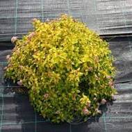 Саженец форзиции золотолистой Golden Times в контейнере