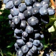 Саджанець виноград Наталі (Молдова рання)