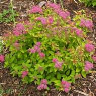 Саженец спиреи японской Sundrop в контейнере