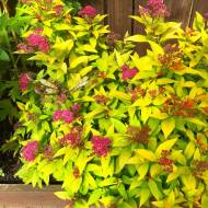 Саженец спиреи японской Candlelight в контейнере