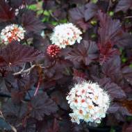 Саженец пузыреплодника калинолистного Summer Wine в контейнере