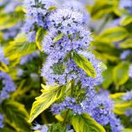 Саженец кариоптериса Summer Sorbet в контейнере