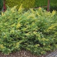 Саженец можжевельника среднего Blue and Gold в контейнере