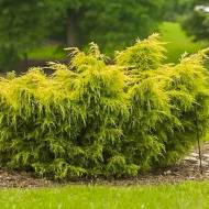 Саженец можжевельника среднего Carbery Gold в контейнере