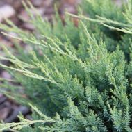 Саженец можжевельника горизонтального Agnieszka в контейнере