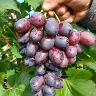 Саджанець виноград Алвіка