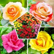 Комплект з 3-х троянд різних сортів в контейнері