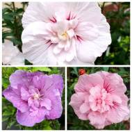 Комплект з 3-х деревоподібних гібіскусів різних сортів в контейнері