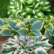 Комплект з 3-х хост різних сортів в контейнері