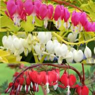 Комплект з 3-х дицентр різних сортів в контейнері